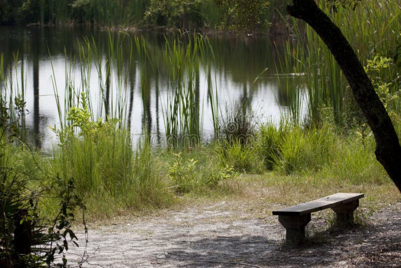 Shaded park bench by a marsh pond, perfect for meditating. Shaded park bench by a marsh pond, perfect for meditating.