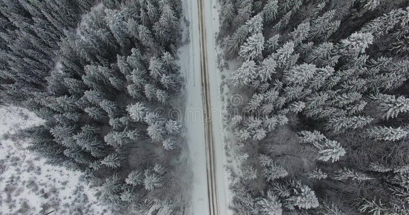 美丽的寄生虫射击了一条路在有雪的一个森林里