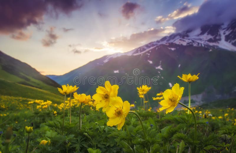 美丽的山风景在日落的 在前景的黄色花在晚上天空和小山背景的山草甸 库存照片