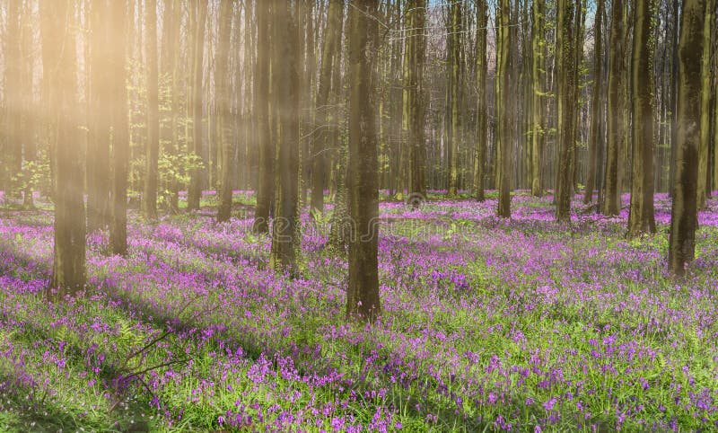 美丽的春林景观，紫色的蓝铃和薄雾的阳光透过高大的树木