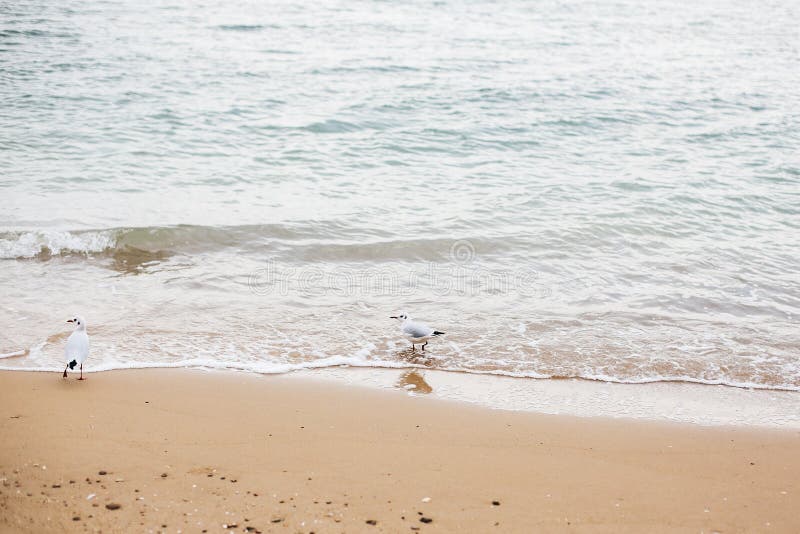 美丽的海鸥和海波浪泡沫在沙滩与贝壳在热带海岛上 波浪和鸟在海洋海湾或盐水湖 库存照片 美丽的海鸥和海波浪泡沫在沙滩与贝壳在热带海岛上 波浪和鸟在海洋海湾或盐水湖 库存照片