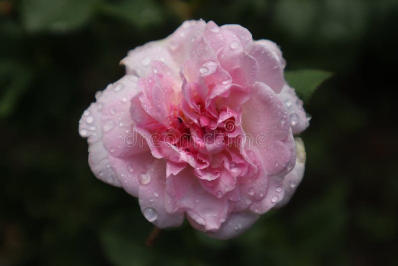 美丽的玫瑰,粉色的玫瑰,带雨滴的玫瑰,带雨滴的叶子 免版税图库摄影