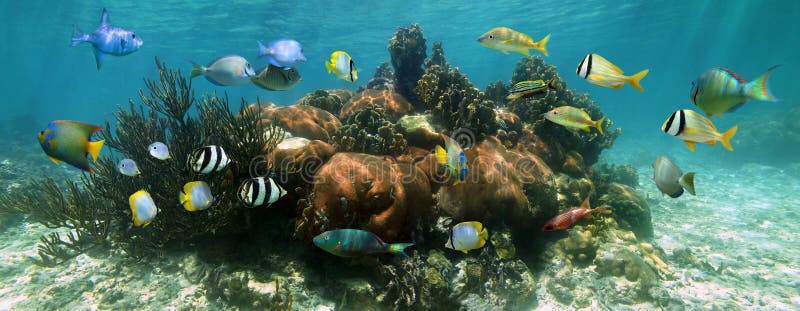 Underwater panorama in a beautiful coral reef with school of colorful fish. Underwater panorama in a beautiful coral reef with school of colorful fish