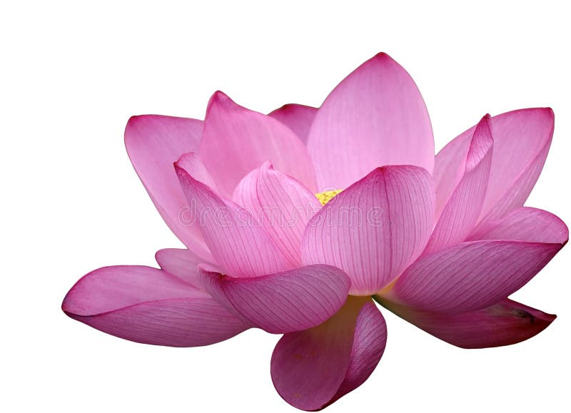 美丽的莲花 免版税库存照片