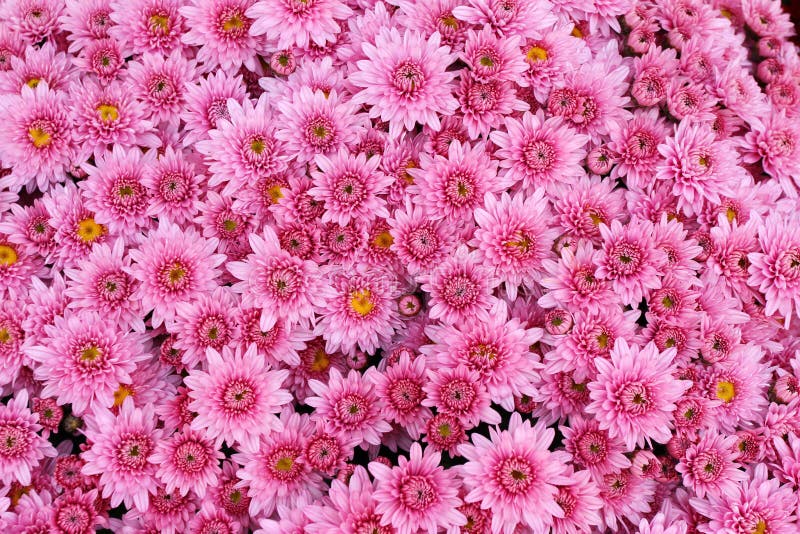 美丽的菊花花束开花户外 菊花在庭院里 五颜六色的花chrisanthemum 蝴蝶下落花卉花重点模式黄色 库存照片 美丽的菊花花束开花户外 菊花在庭院里 五颜六色的花chrisanthemum 蝴蝶下落花卉花重点模式黄色 库存照片