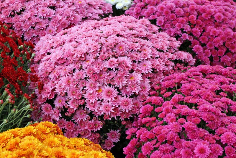 美丽的菊花花束开花户外 菊花在庭院里 五颜六色的花chrisanthemum 蝴蝶下落花卉花重点模式黄色 免版税库存照片 美丽的菊花花束开花户外 菊花在庭院里 五颜六色的花chrisanthemum 蝴蝶下落花卉花重点模式黄色 免版税库存照片