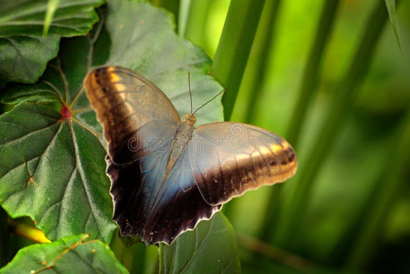 美丽的蝴蝶蓝色Morpho, Morpho peleides,与黑暗的森林,绿色植被,哥斯达黎加 在绿色叶子的昆虫在tr 免版税库存图片 美丽的蝴蝶蓝色Morpho, Morpho peleides,与黑暗的森林,绿色植被,哥斯达黎加 在绿色叶子的昆虫在tr 免版税库存图片