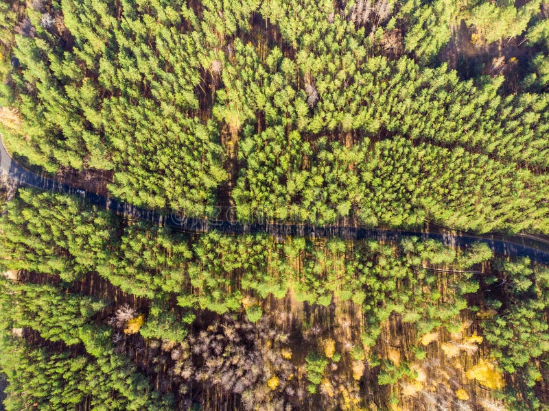 美丽的路通过常青杉木森林在明亮的好日子 Eco旅游业和旅行概念 空中寄生虫virew 免版税图库摄影 美丽的路通过常青杉木森林在明亮的好日子 Eco旅游业和旅行概念 空中寄生虫virew 免版税图库摄影