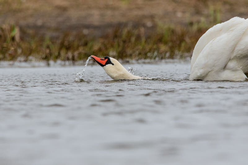 A beautiful mute swan gliding gracefully on the lake&#x27;s surface gulping water. A beautiful mute swan gliding gracefully on the lake&#x27;s surface gulping water.
