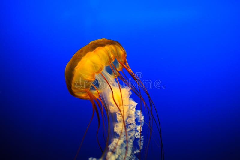 A Jelly Fish with blue background. A Jelly Fish with blue background.