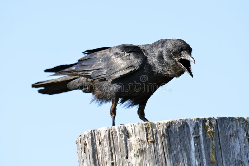 An American Crow crowing while standing on a piling. An American Crow crowing while standing on a piling.