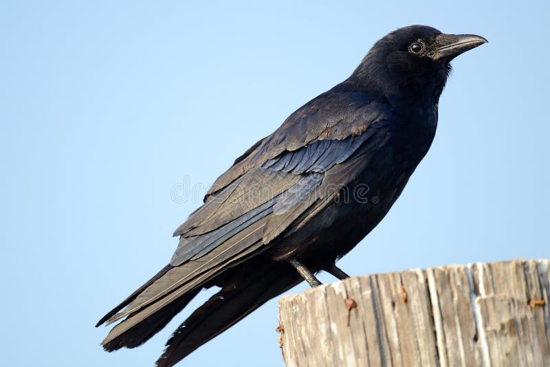 An American Crow standing on a piling. An American Crow standing on a piling.