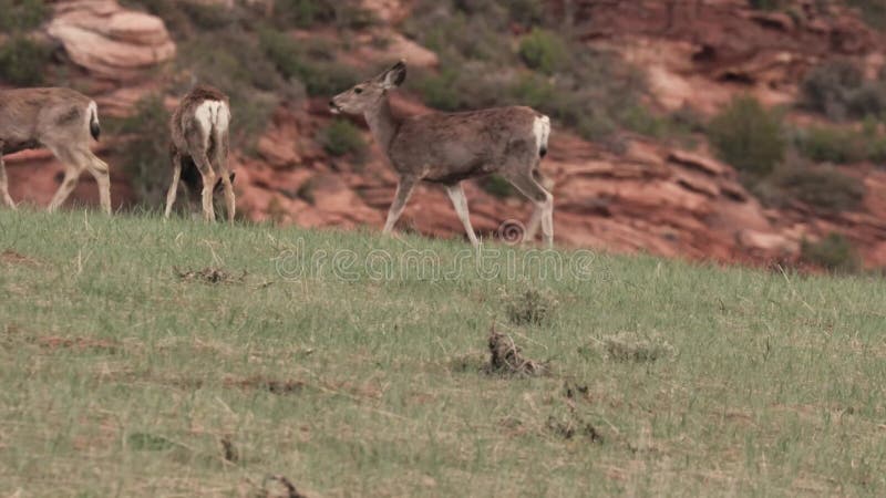 美国南犹他州山中黄昏的骡鹿