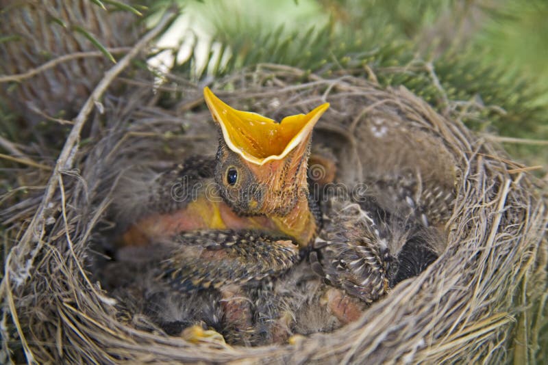 Hungry American robin bird feeds chicks pinfeathers baby in nest waiting for food with open mouth. Robins babies feeding. Hungry American robin bird feeds chicks pinfeathers baby in nest waiting for food with open mouth. Robins babies feeding.