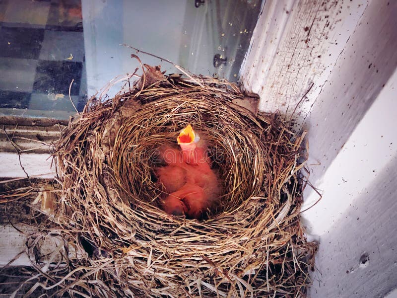 A nest of American robin new born babies open mouth to eat in the spring in New England Connecticut United States. A nest of American robin new born babies open mouth to eat in the spring in New England Connecticut United States.