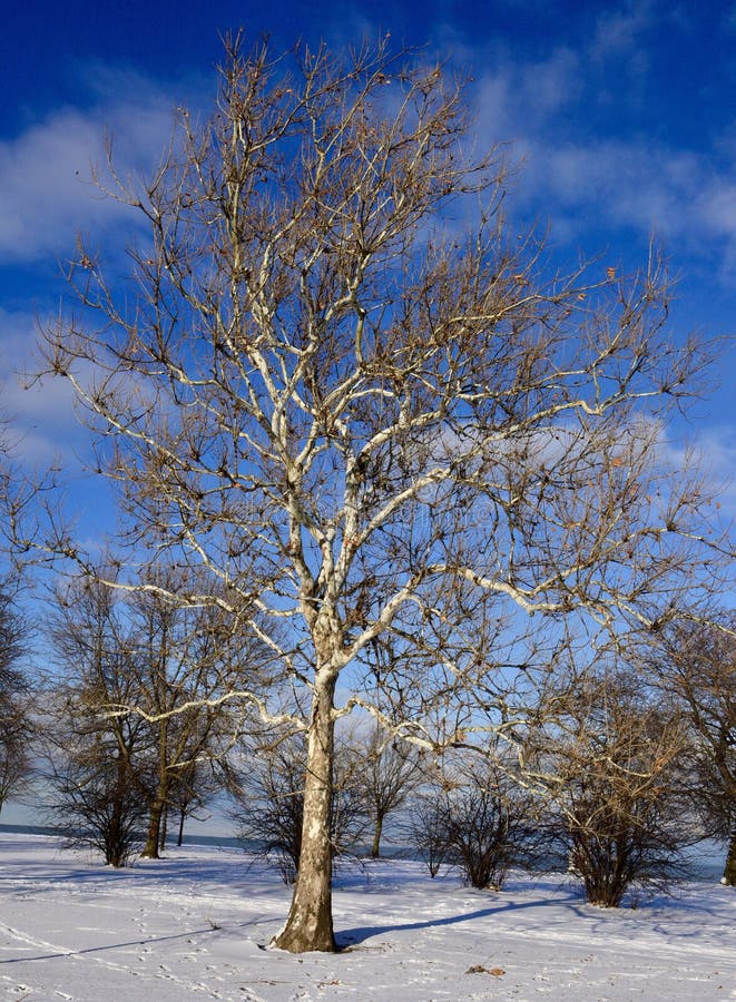This os a Winter picture of a stately American Sycamore Tree in the snow Covered Lincoln Park of Foster Beach on Lake Michigan located in Chicago, Illinois in Cook County. This coveted shade tree is in a deciduous State having shed most of it leaves and the bark molting. This picture was taken on January 16, 2018. This os a Winter picture of a stately American Sycamore Tree in the snow Covered Lincoln Park of Foster Beach on Lake Michigan located in Chicago, Illinois in Cook County. This coveted shade tree is in a deciduous State having shed most of it leaves and the bark molting. This picture was taken on January 16, 2018.