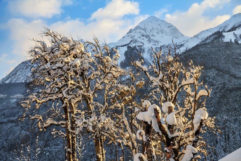 美好的多雪的高加索山脉峰顶和蓝天风景冬天环境美化与一棵积雪的树 免版税库存照片 美好的多雪的高加索山脉峰顶和蓝天风景冬天环境美化与一棵积雪的树 免版税库存照片