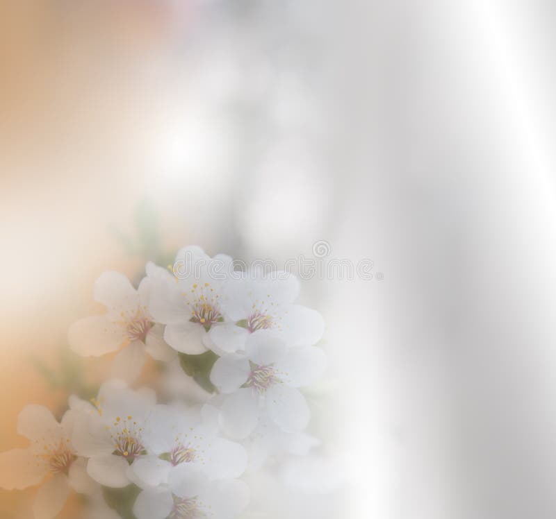 美好的本质 艺术摄影 幻想设计 创造性的春天背景 背景高雅重点邀请浪漫符号温暖的婚礼 白色自然墙纸 复制空间 免版税库存图片 美好的本质 艺术摄影 幻想设计 创造性的春天背景 背景高雅重点邀请浪漫符号温暖的婚礼 白色自然墙纸 复制空间 免版税库存图片
