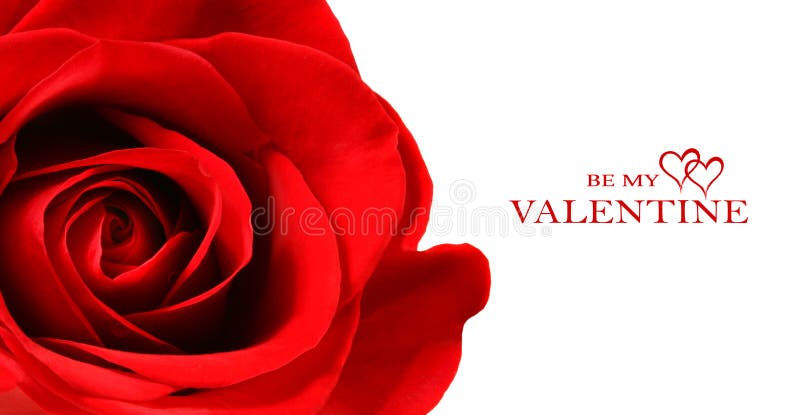 Beautiful red rose isolated on white background. Beautiful red rose isolated on white background