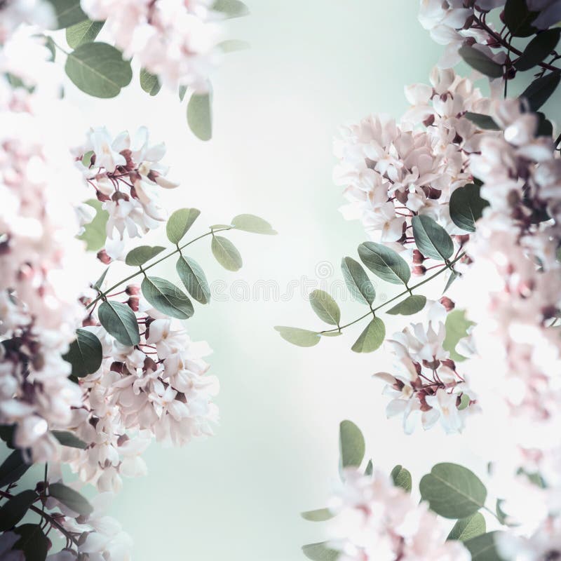 Beautiful acacia blossom frame, spring and summer nature background. Beautiful acacia blossom frame, spring and summer nature background