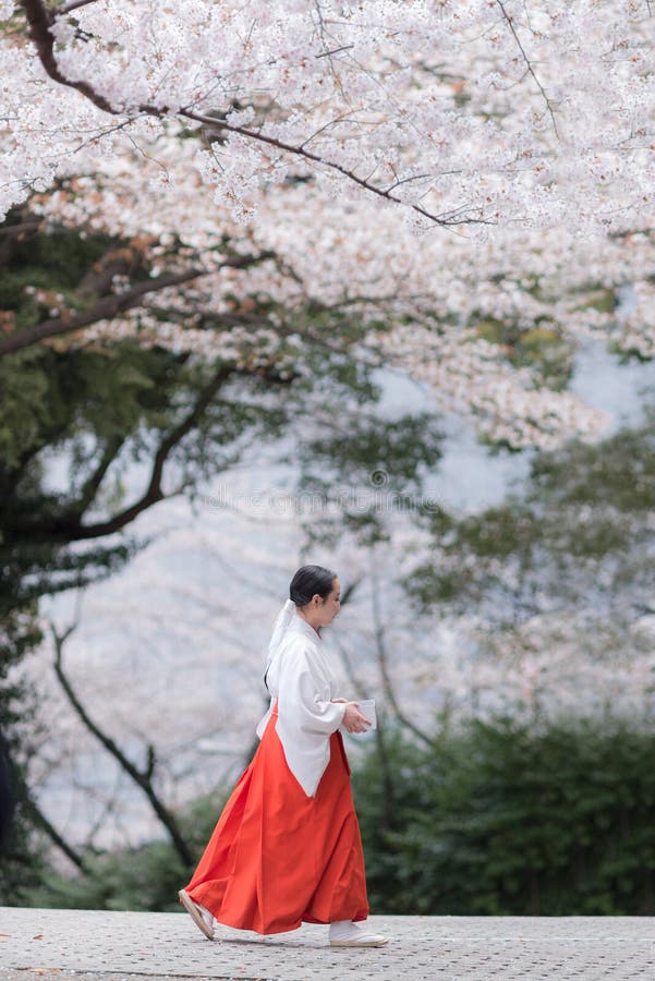 A Miko a shrine maiden, supplementary priestess walking under the Cherry blossoms in a Japanese Shintoist Shrine in the background by a sunny day. A Miko a shrine maiden, supplementary priestess walking under the Cherry blossoms in a Japanese Shintoist Shrine in the background by a sunny day