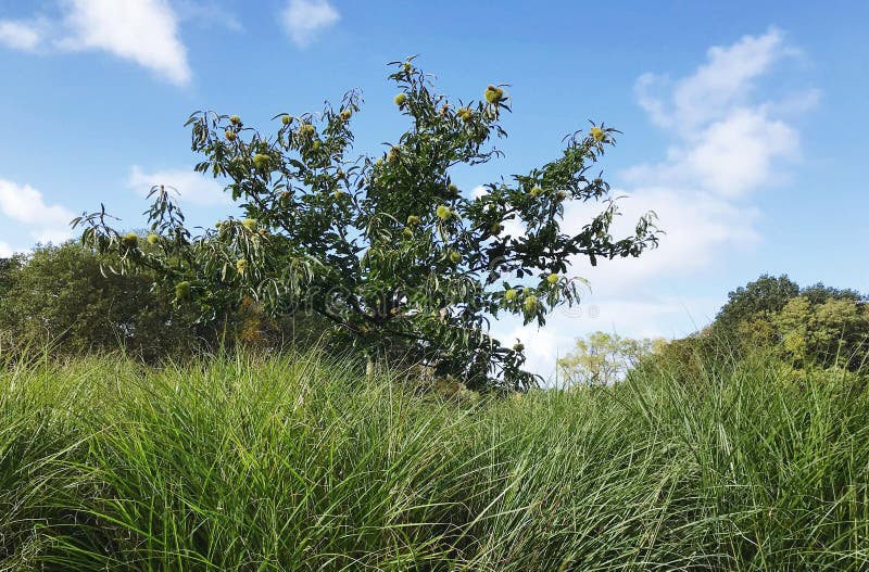 American chestnut or Castanea dentata tree. It is a large, monoecious deciduous tree in the family Fagaceae. American chestnut or Castanea dentata tree. It is a large, monoecious deciduous tree in the family Fagaceae.