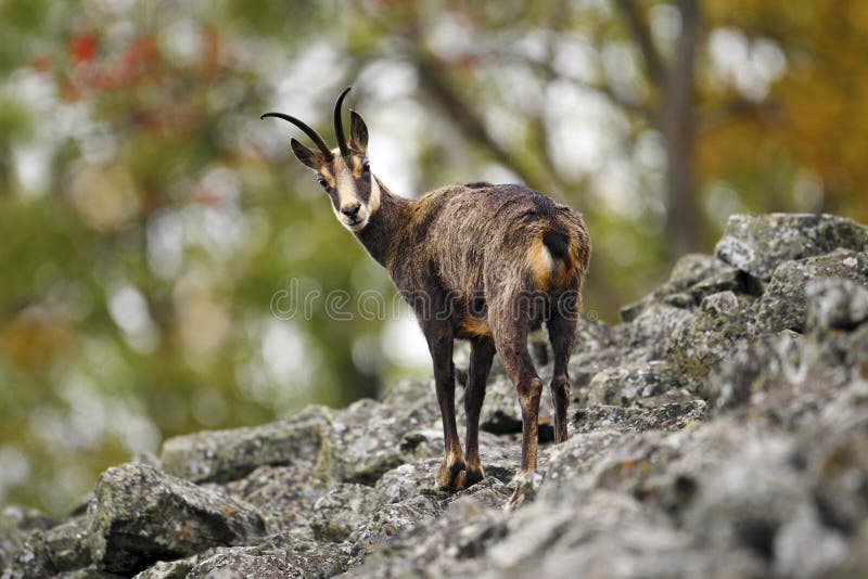 羚羊,Rupicapra rupicapra,在岩石小山,森林在背景,Studenec小山,捷克中 与垫铁的野生生物场面 免版税库存照片
