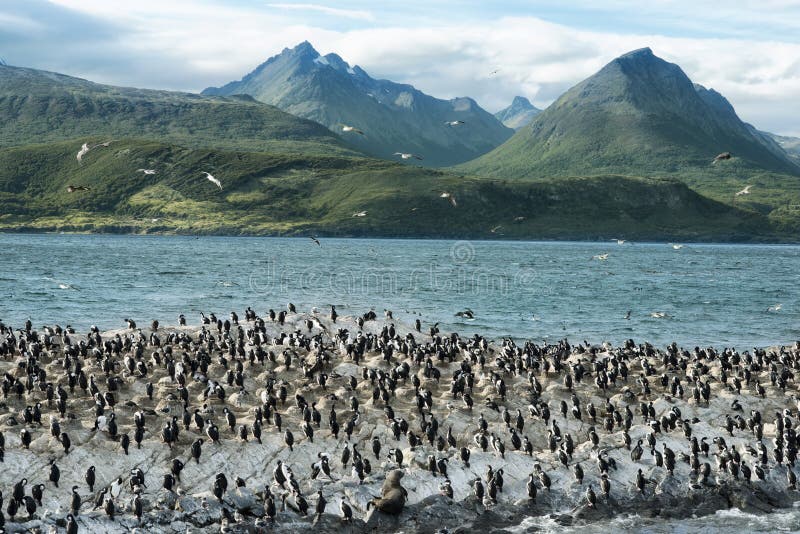 群Cormorants On Ilha Dos位于小猎犬频道的Passaros，火地群岛国王 图库摄影