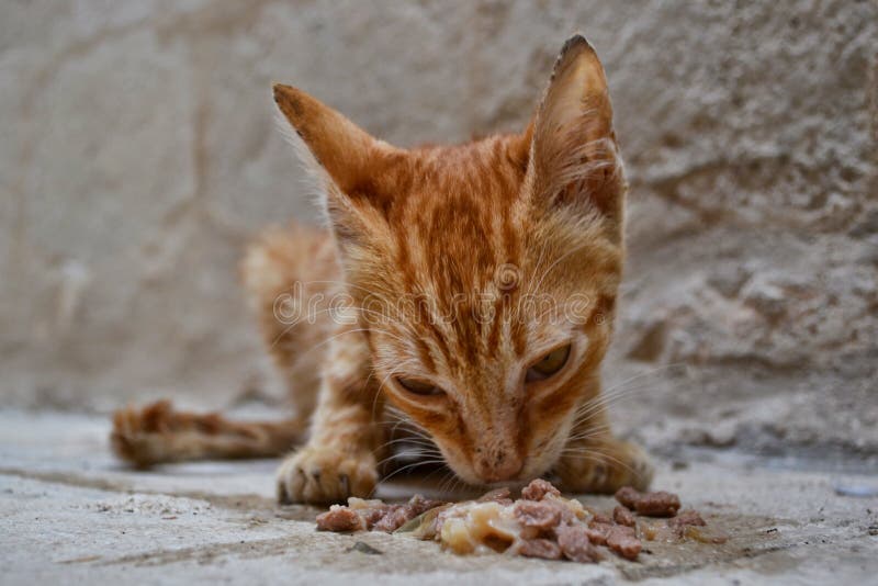 Stray, ginger, malnourished kitten gulping down wet cat food from pavement. Stray, ginger, malnourished kitten gulping down wet cat food from pavement.
