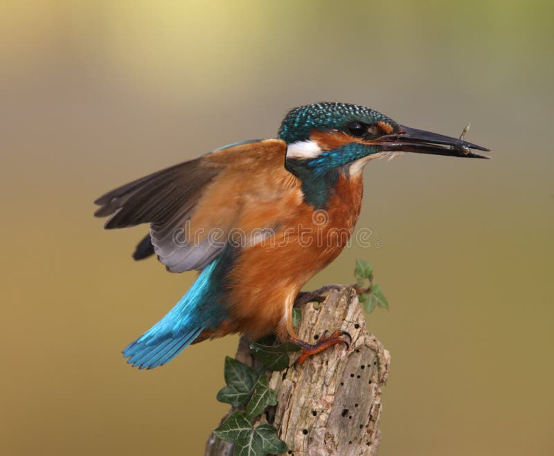 Kingfisher, Alcedo atthis, On post with fish,. Kingfisher, Alcedo atthis, On post with fish,