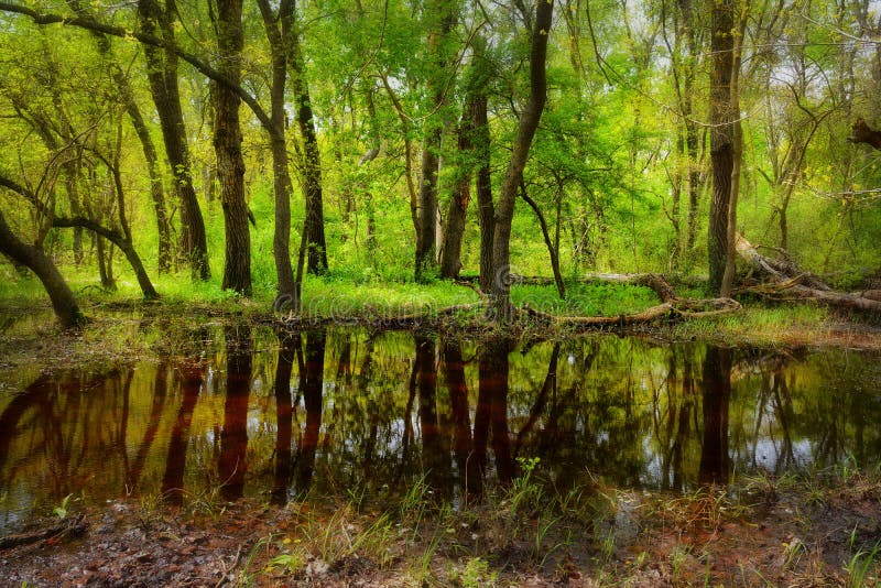 Old Letea Forest, amazing tourist attraction in Danube Delta, Romania. Old Letea Forest, amazing tourist attraction in Danube Delta, Romania