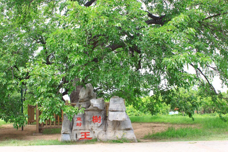 老桑树 免版税库存图片