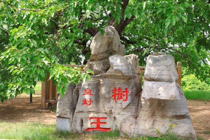 老桑树 免版税库存照片