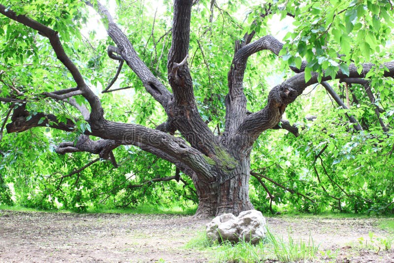 老桑树 图库摄影