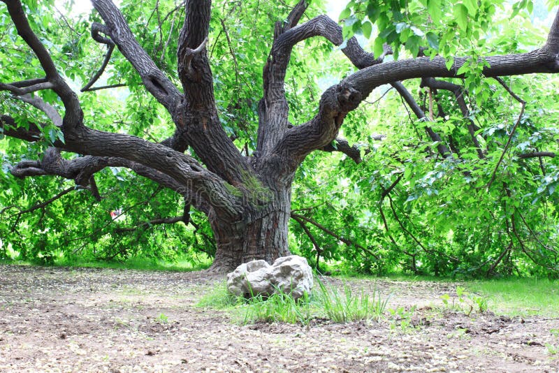 老桑树 库存照片