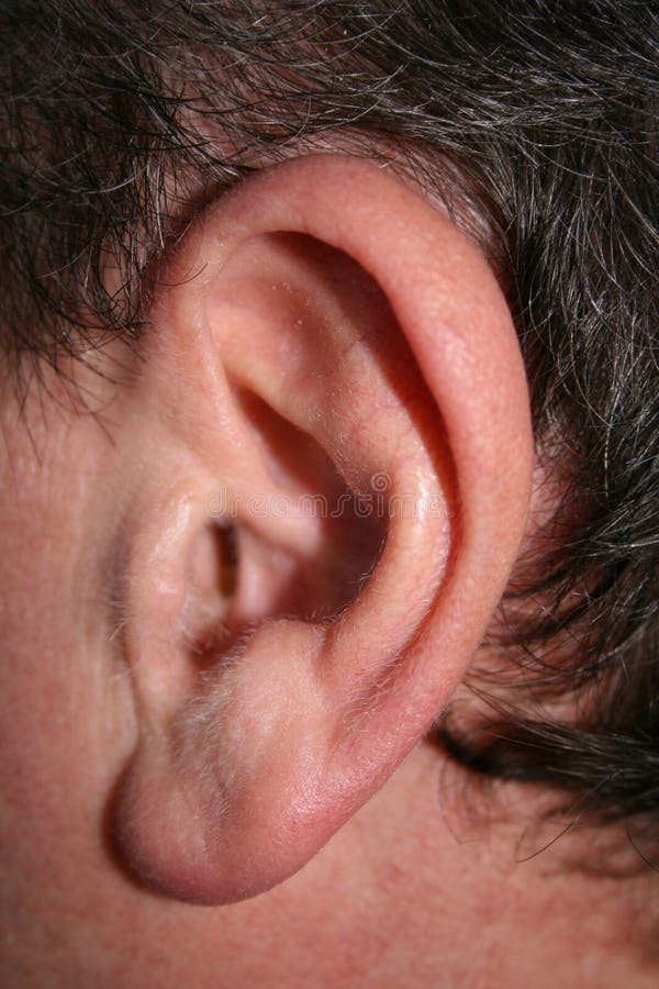 Male ear in close up. Male ear in close up