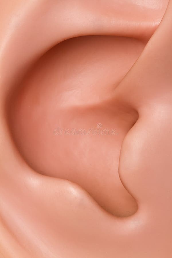 Human ear conch in detail. Human ear conch in detail.