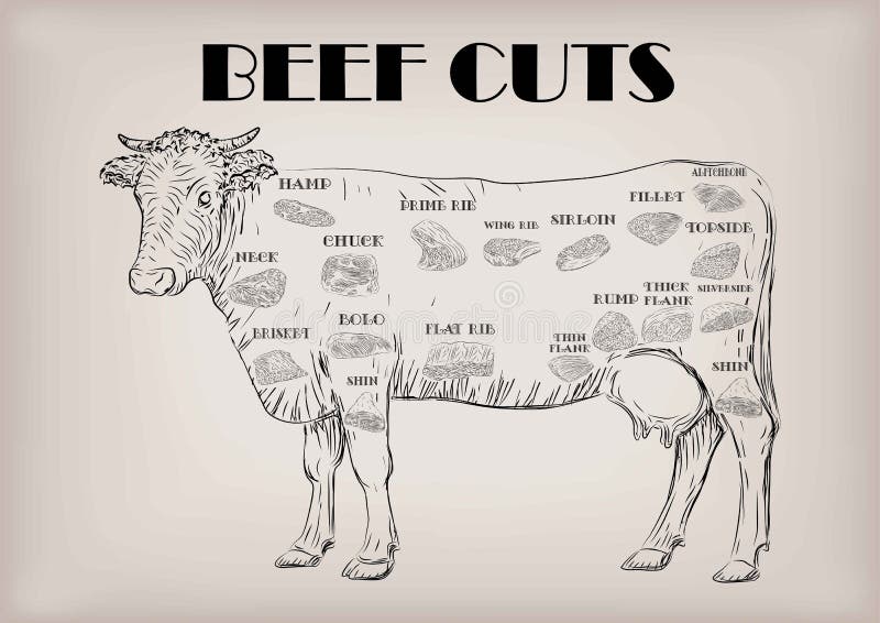 Beef cow bull whole carcass cuts cut parts infographics scheme sign signboard poster butchers guide: neck, chunk, brisket fillet rump. Vector beautiful horizontal closeup black outline beige background. Beef cow bull whole carcass cuts cut parts infographics scheme sign signboard poster butchers guide: neck, chunk, brisket fillet rump. Vector beautiful horizontal closeup black outline beige background