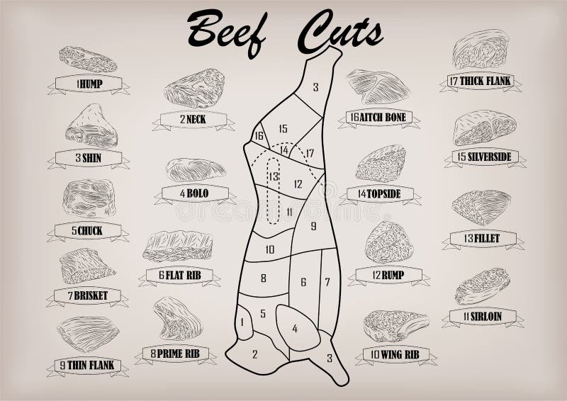 Beef cow bull side carcass cuts cut parts infographics scheme sign signboard poster butchers guide: neck, chunk, brisket fillet rump. Vector beautiful horizontal closeup black outline beige background. Beef cow bull side carcass cuts cut parts infographics scheme sign signboard poster butchers guide: neck, chunk, brisket fillet rump. Vector beautiful horizontal closeup black outline beige background