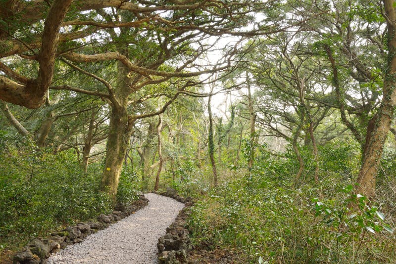 肉豆蔻森林公园在济州海岛