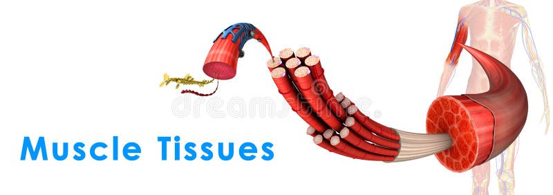 Muscle is a soft tissue found in most animals. Muscle cells contain protein filaments of actin and myosin that slide past one another, producing a contraction that changes both the length and the shape of the cell. Muscles function to produce force and motion. Muscle is a soft tissue found in most animals. Muscle cells contain protein filaments of actin and myosin that slide past one another, producing a contraction that changes both the length and the shape of the cell. Muscles function to produce force and motion.