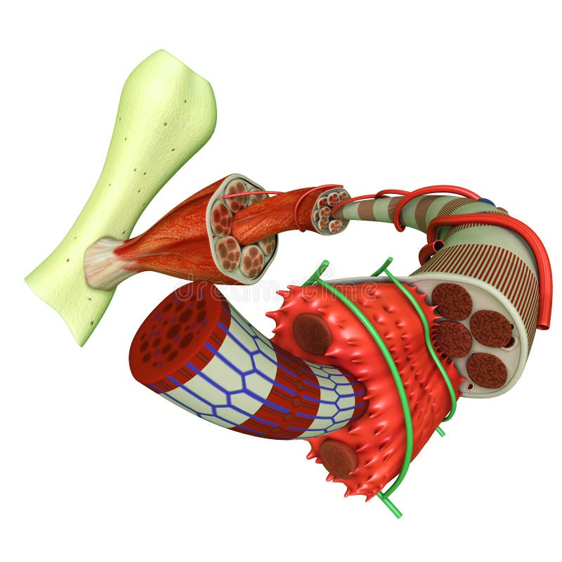 Muscle is a soft tissue found in most animals. Muscle cells contain protein filaments of actin and myosin that slide past one another, producing a contraction that changes both the length and the shape of the cell. Muscles function to produce force and motion. Muscle is a soft tissue found in most animals. Muscle cells contain protein filaments of actin and myosin that slide past one another, producing a contraction that changes both the length and the shape of the cell. Muscles function to produce force and motion.