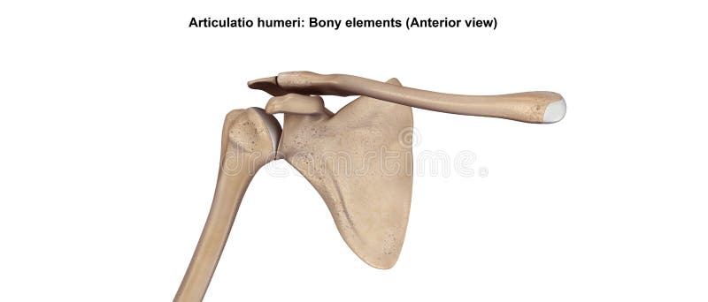 The shoulder joint itself known as the Glenohumeral joint, is a ball and socket articulation between the head of the humerus and the glenoid cavity of the scapula. The shoulder joint itself known as the Glenohumeral joint, is a ball and socket articulation between the head of the humerus and the glenoid cavity of the scapula.