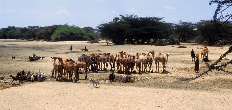肯尼亚看管turkana 库存照片