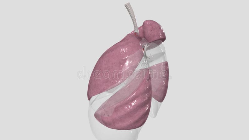 肺是呼吸系统的主要器官