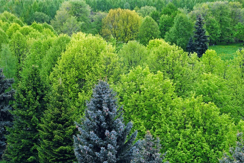 Coniferous and deciduous trees background. Coniferous and deciduous trees background