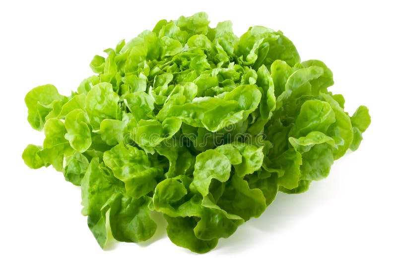 Close up of fresh butterhead lettuce isolated on white background. Close up of fresh butterhead lettuce isolated on white background