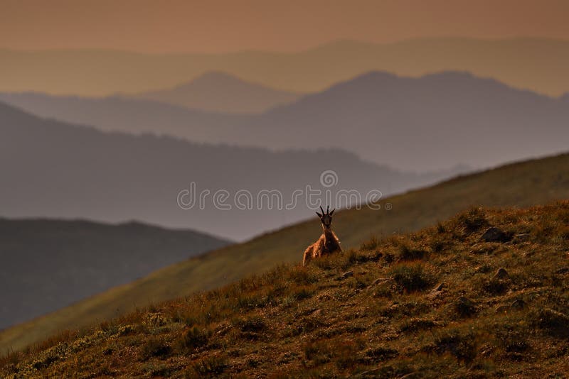 背景中的卢皮卡普拉·鲁皮卡普拉·塔特拉尼察石山石. 野生动物场景 免版税库存照片