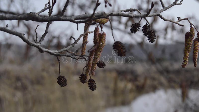 背景带卡特金斯小河林的早春花圃. 选择性聚焦. 冬末和 股票录像