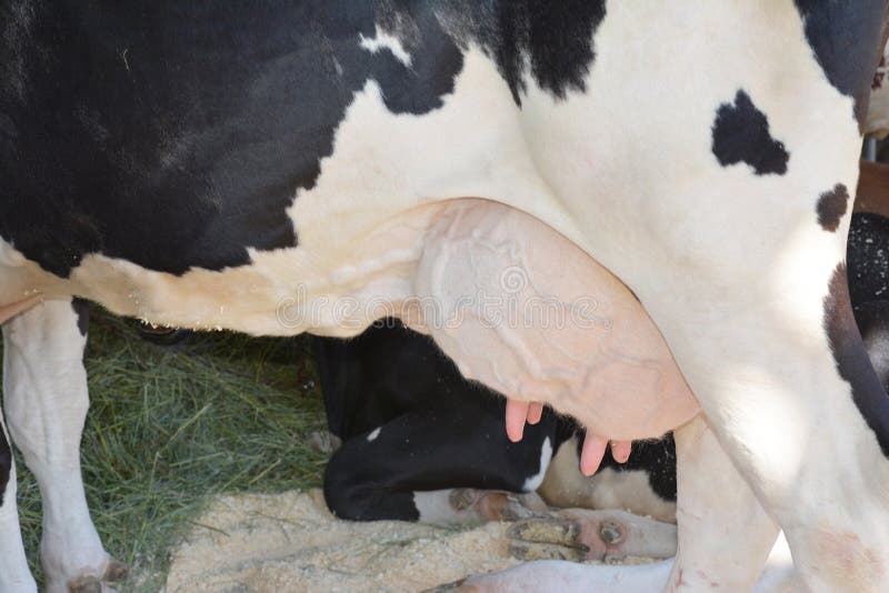 背景特写镜头母牛草绿色乳房 与大乳房的黑白色的母牛 免版税图库摄影